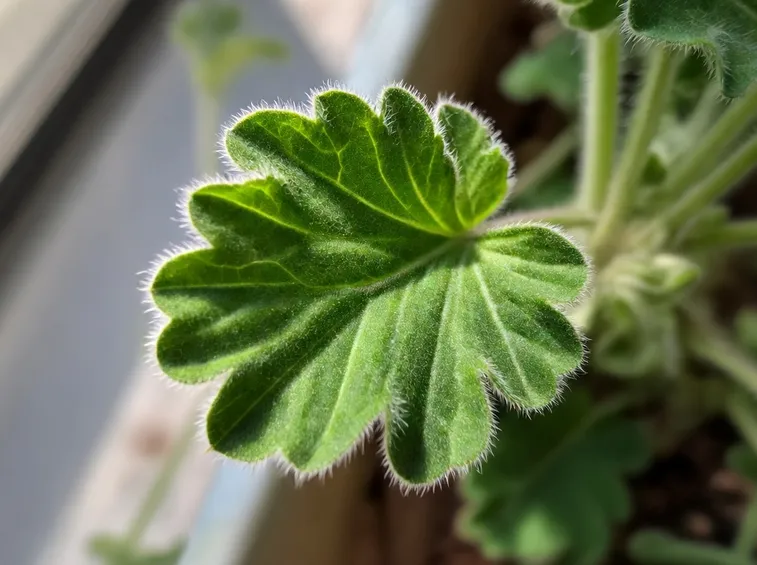 Pelargonium tomentosum