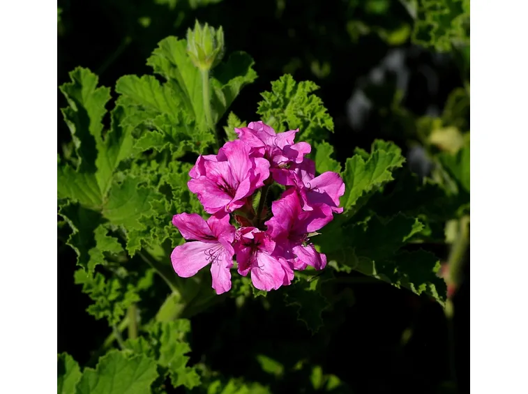 fiore gerani odorosi
