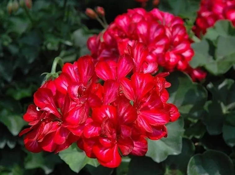 Fiore di geranio parigino