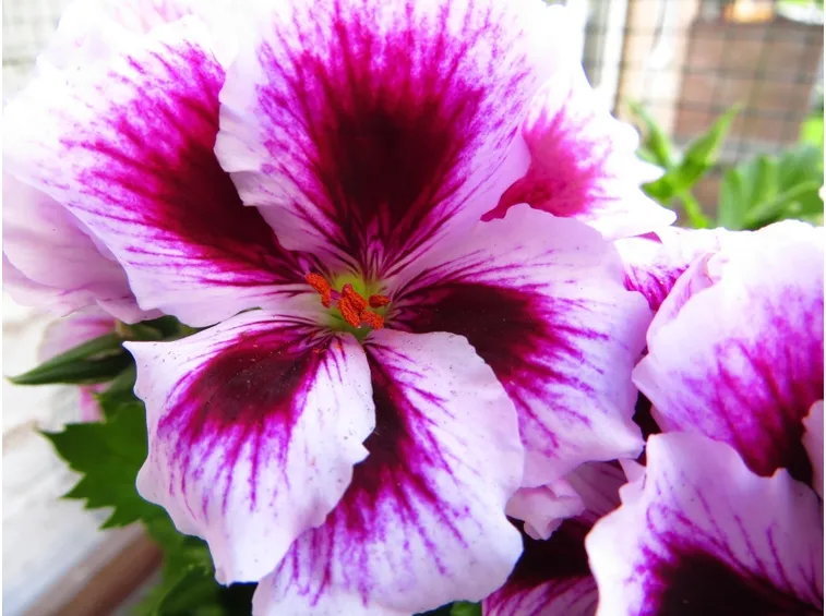 fiore del geranio imperiale