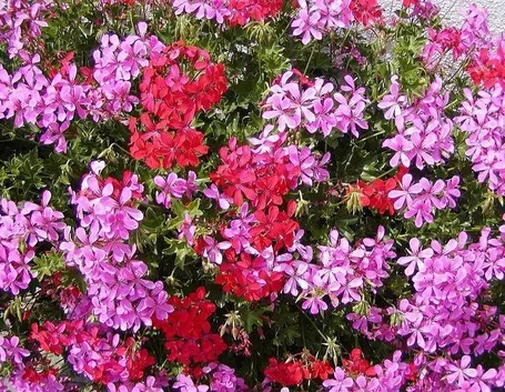 pelargonium peltatum