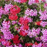 pelargonium peltatum
