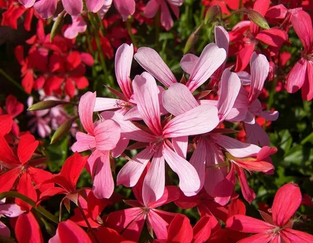 geranio pelargonium