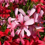 geranio pelargonium