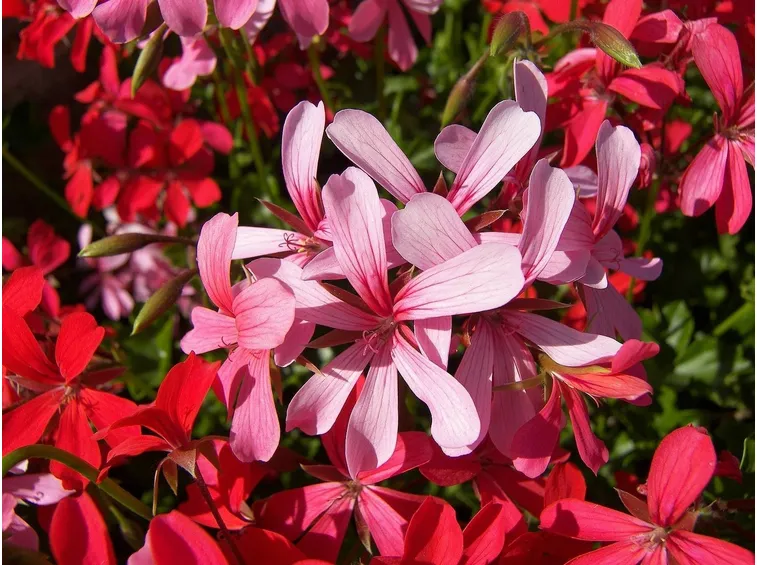 geranio pelargonium