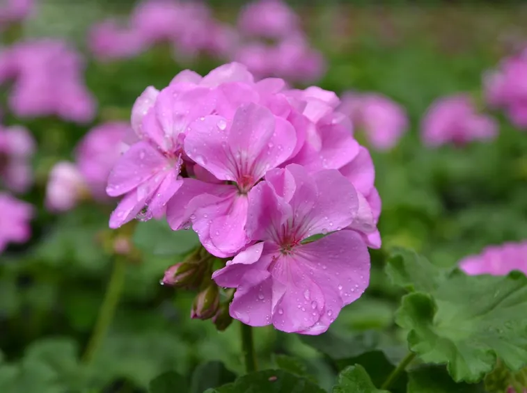 geranio pelargonium