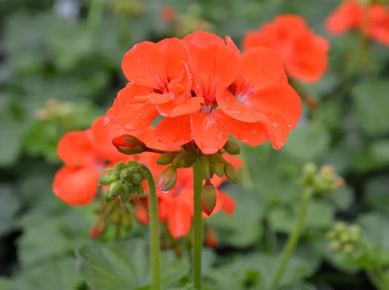 geranio pelargonium