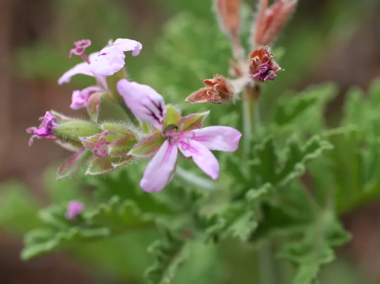 Pelargonium odoratissimum