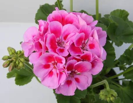 Geranio zonale rosa