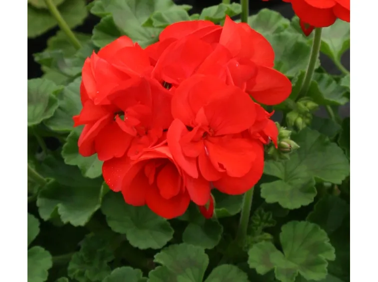 Geranio zonale rosso