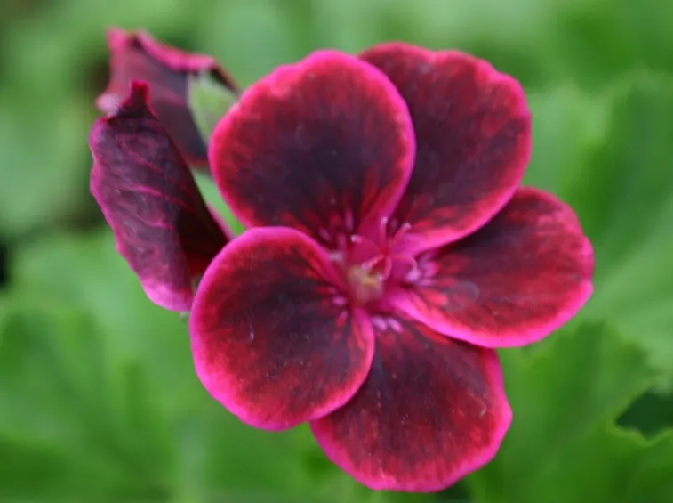 Geranio color lilla