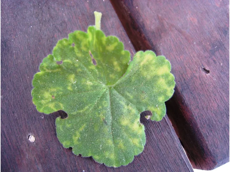 foglia geranio malata
