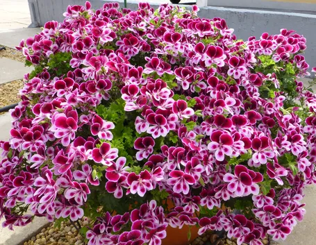 pelargonium
