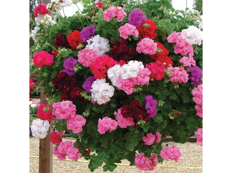 Gerani