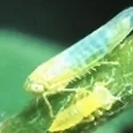 cicalina