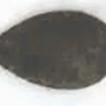 fumaggini