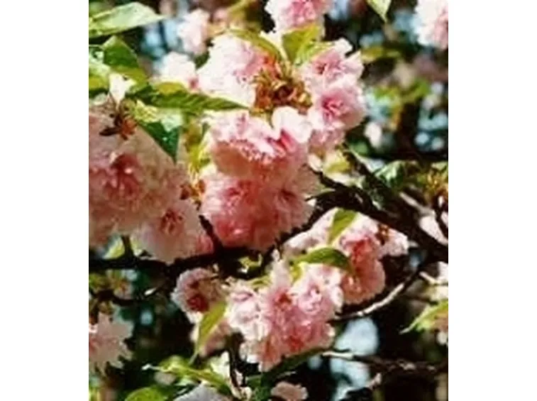 fiori