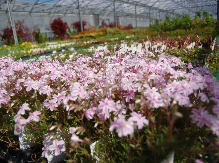 tipologie di piante da giardino