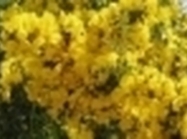 ginestra