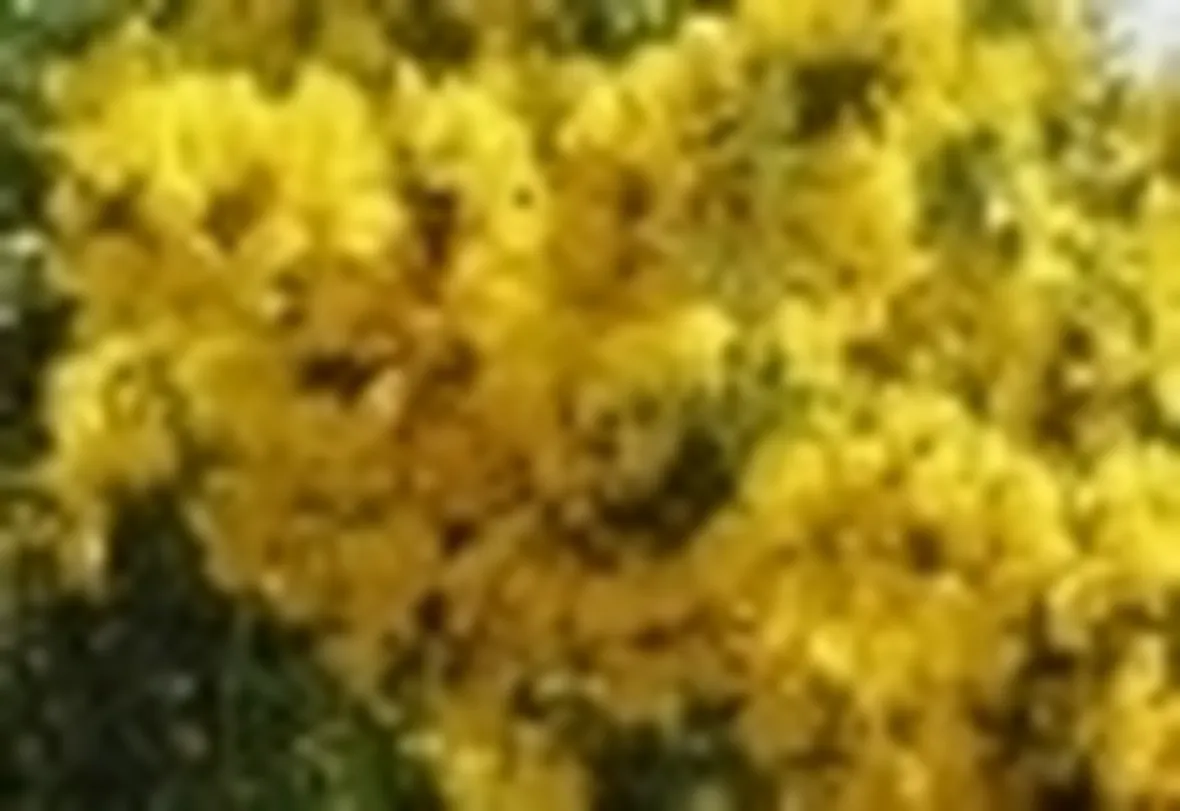 ginestra