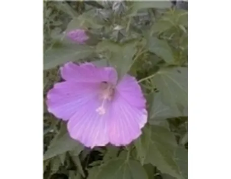 hibiscus