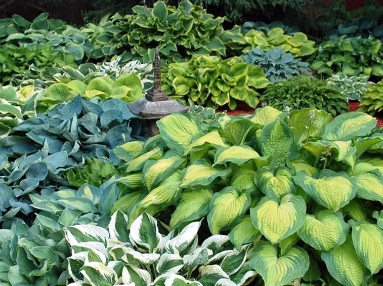 hosta