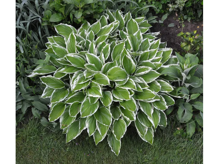 foto cura hosta