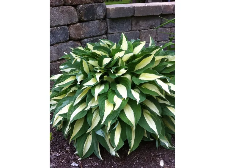 hosta austin dickerson