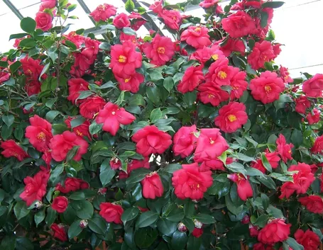camelia