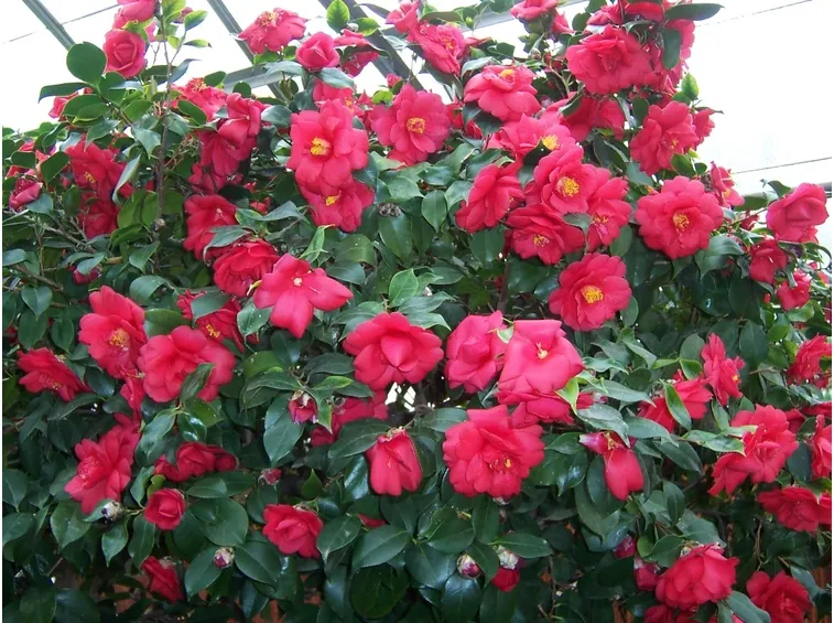 camelia