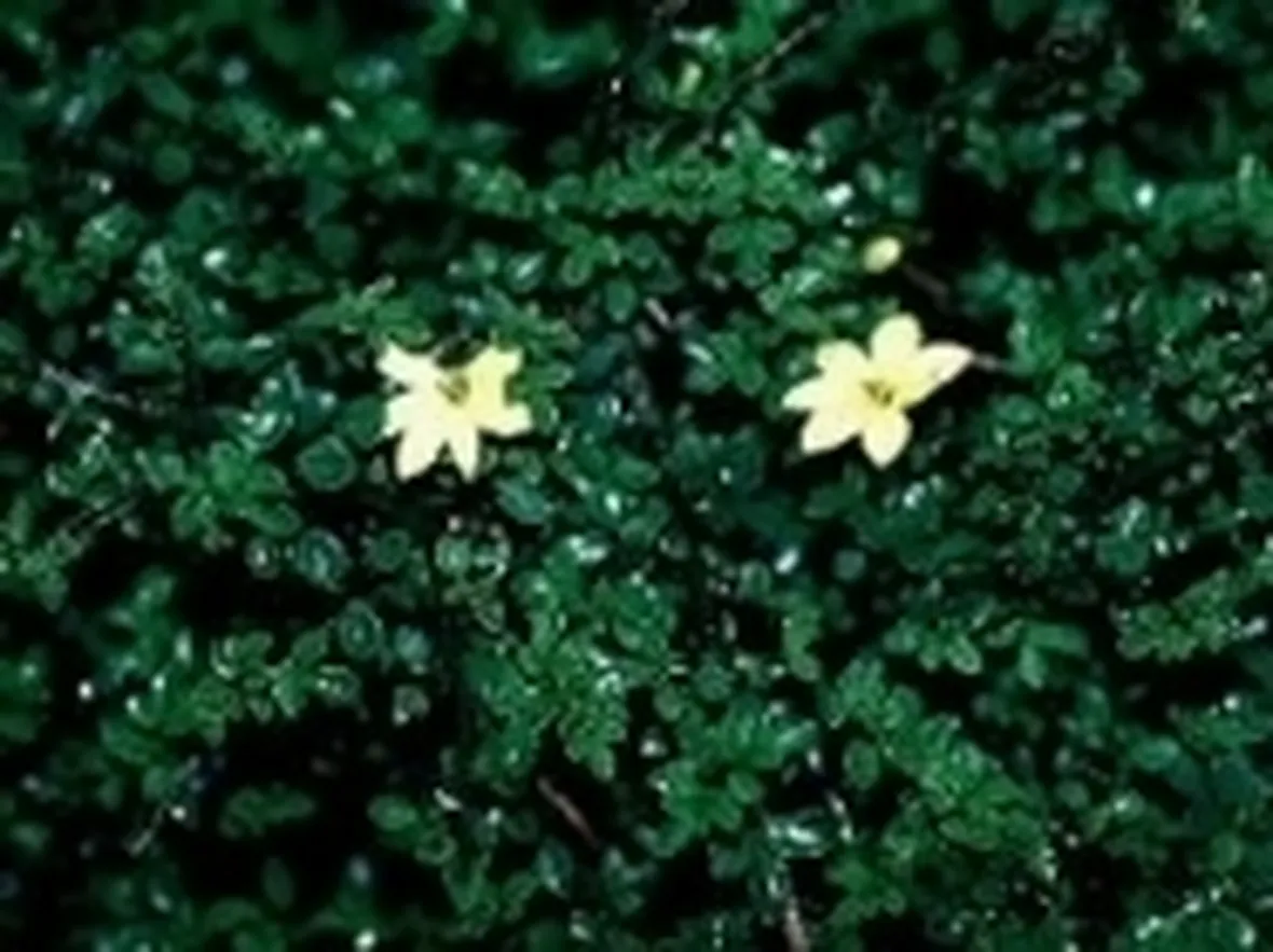 foto gelsomino