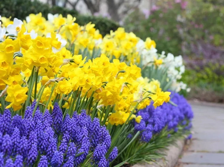 fiori in giardino