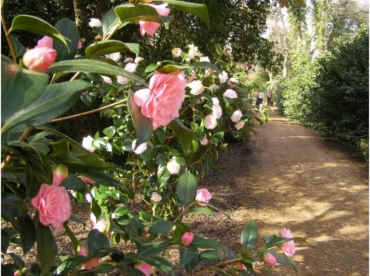 piante di camelia