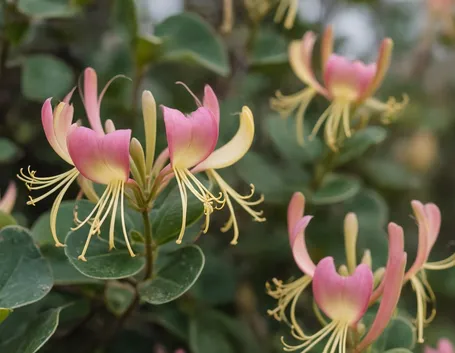 lonicera