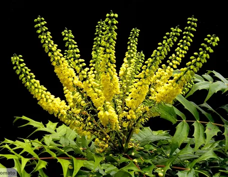 mahonia