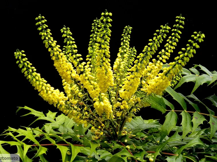 mahonia