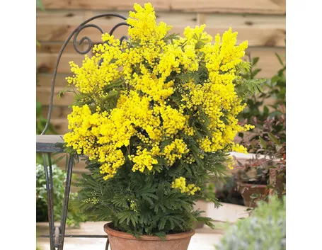 mimosa