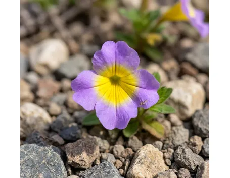 mimulus variegatus