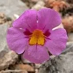 mimulus variegatus