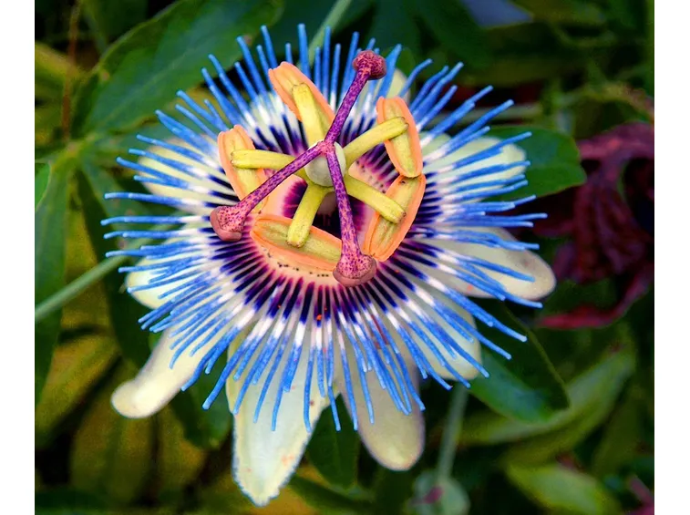 passiflora