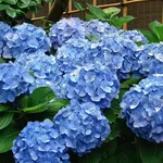 ortensie blu