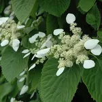 Schizophragma Hydrangeoides