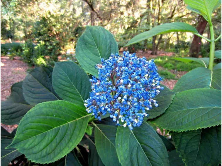Dichroa Versicolor