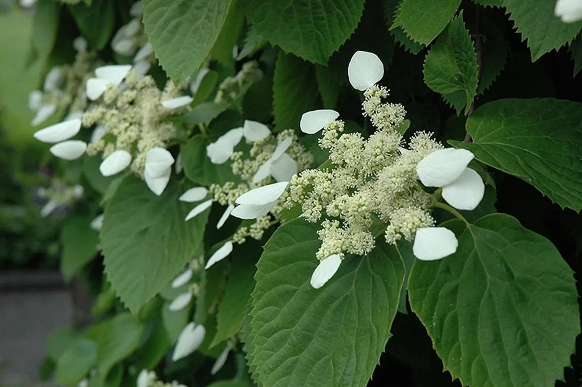 Schizophragma Hydrangeoides