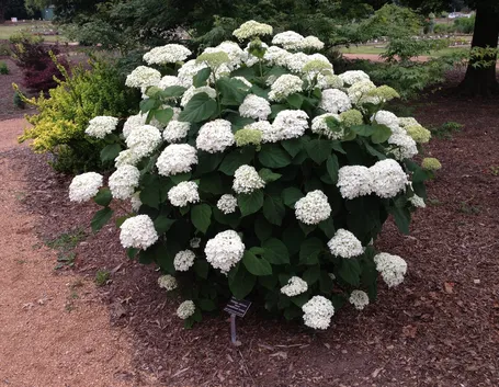 Hydrangea arborescens
