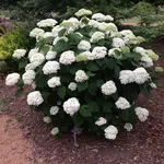 Hydrangea arborescens