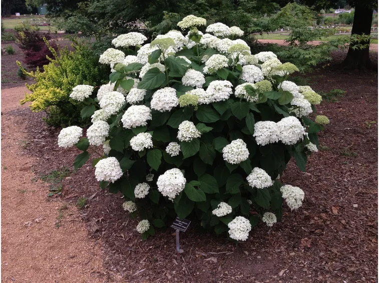 Hydrangea arborescens