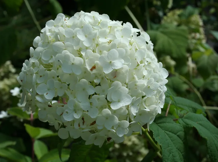 ortensia hydrangea