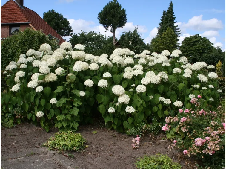 hydrangea arborescens