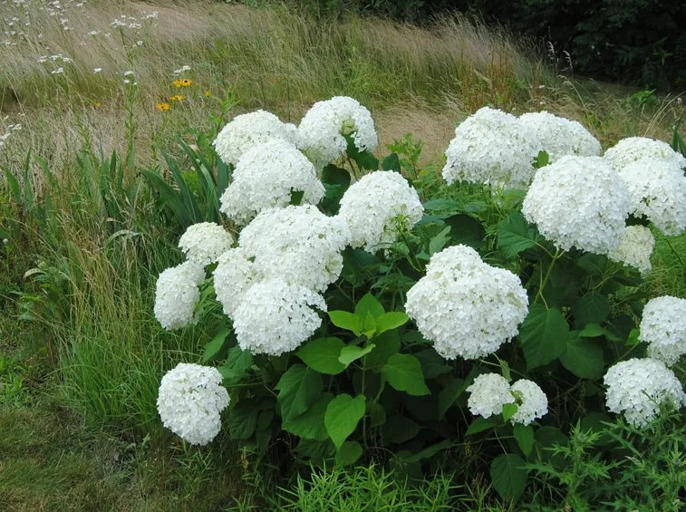 Hill of Snow
